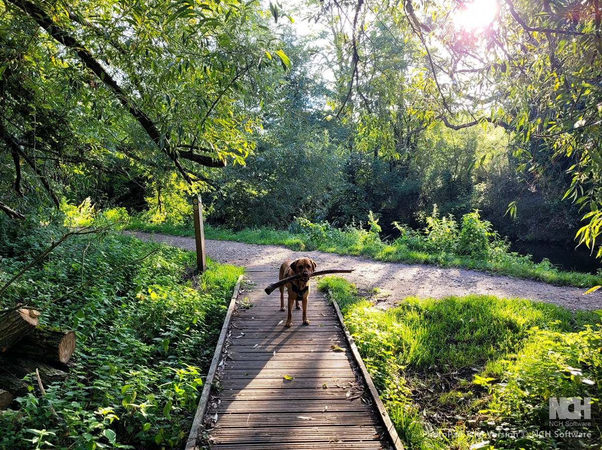 dog on boardwalk